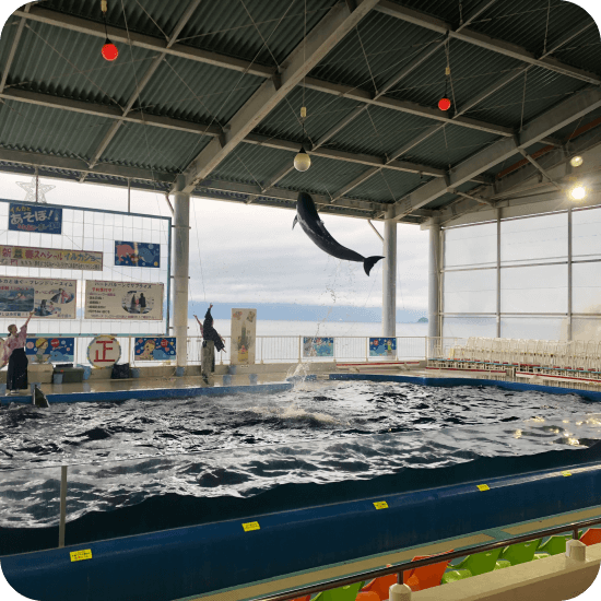 志布志湾大黒 イルカランド